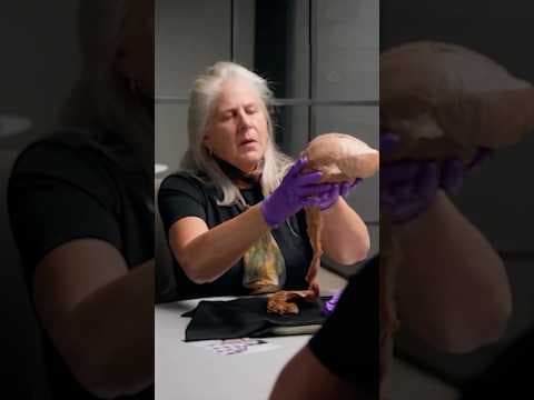 Mind-Blowing LIVE Human Brain Reveal! π±π§ π